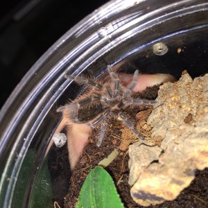 G pulchripes