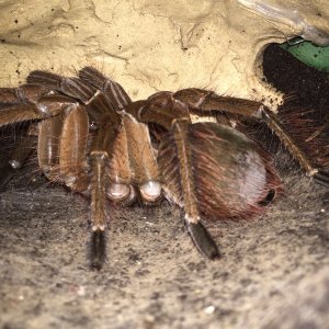 T stirmi after molt