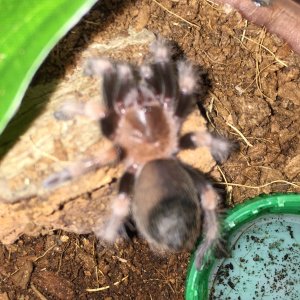 B smithi