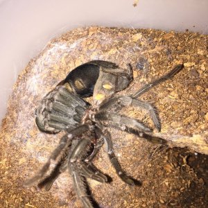 Pulchra molting