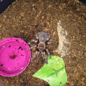 B smithi