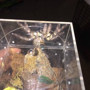 "Casper", freshly molted