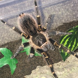 G Pulchripes juv Female