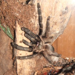 Psalmopoeus reduncus - Coffee