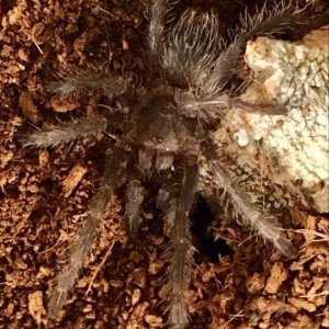 G. pulchripes