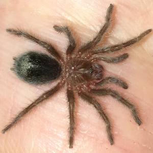 G. iheringi (ex pulchra)