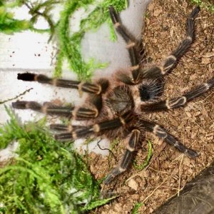 G. pulchripes