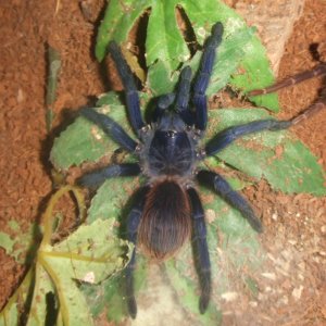 Chilobrachys Fimbriatus sp. Violet - Ashoka