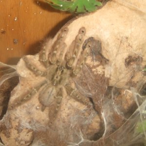 Stromatopelma calceatum - Sahara