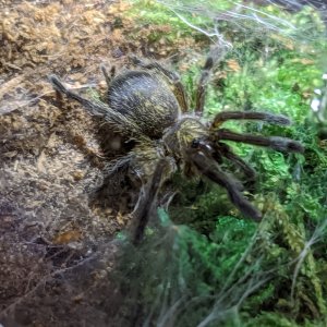 "Pullman" the H. pulchripes