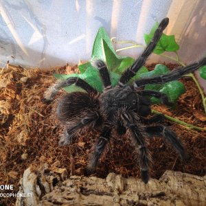 Lasiodora parahybana,