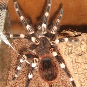 Acanthoscurria geniculata (AF) - Rio