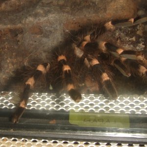 Acanthoscurria geniculata - Rio