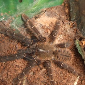 Omothymus schioedtei - Mulu