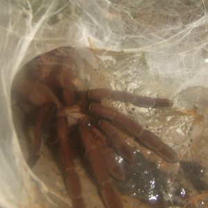 Thrigmopoeus truculentus - Ratta