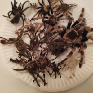 plate of recent molts.