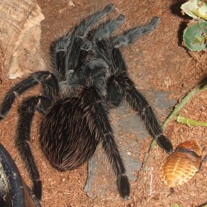 Lasiodora parahybana - Pip