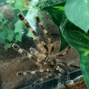 Avanthi - 0.1 Poecilotheria sp. lowland