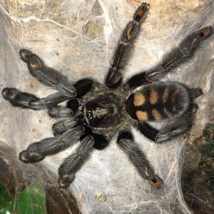 P Irminia (large juv female)