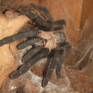 Cyriopagopus sp Hati Hati - Sula