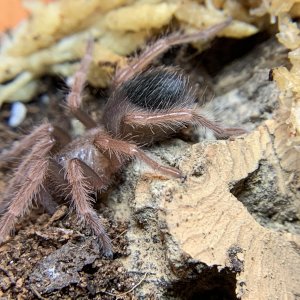 B. auratum closeup