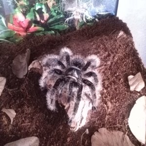 T. Albopilosum