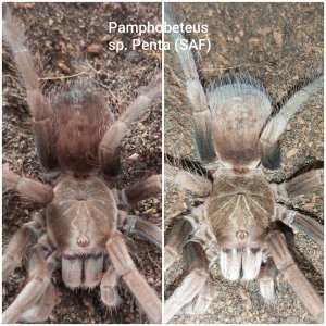 Pamphobeteus sp. Penta (SAF)