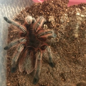 Rosea Red freshly moulted