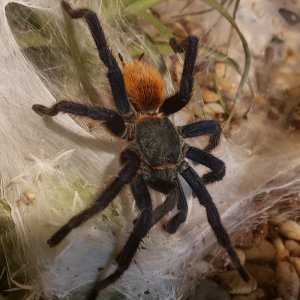 Gbb male