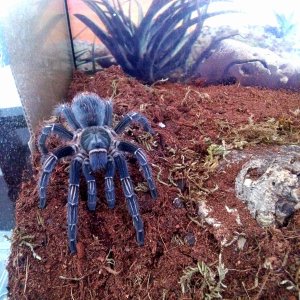 A Seemanni getting more bluish