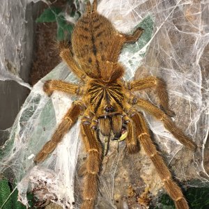 Obt