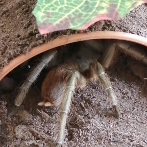 Sardinsta lanceolatum (ex brachypelma fossorium)