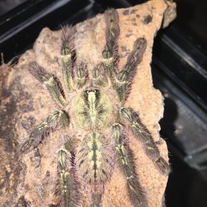 Poecilotheria Rufilata