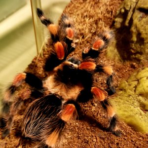 Smithi