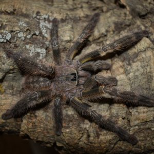 1.0 Poecilotheria regalis