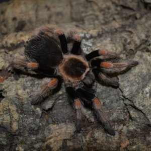 0.1 Brachypelma baumgarteni