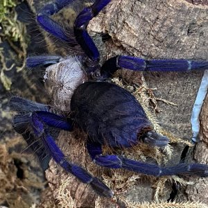 Lampropelma Violaceopes Adult Female