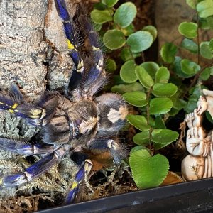 Poecilotheria Metallica