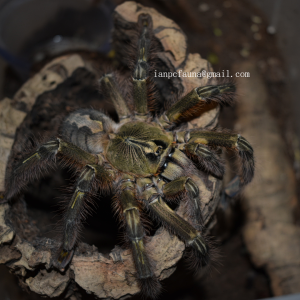 0.1 Poecilotheria rufilata