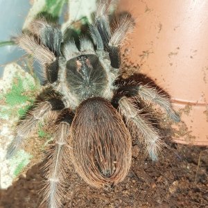 pamphobeteus ultramarinus