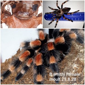 B smithi (female)