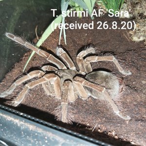 AF T stirmi 'Sara'