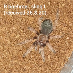 B boehmei large sling