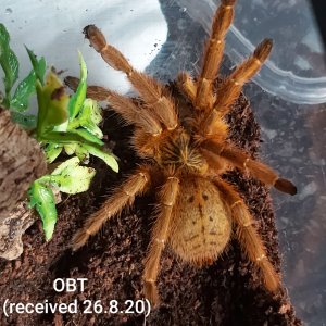 OBT (suspect female)