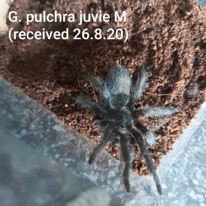 G Pulchra juvie (M)