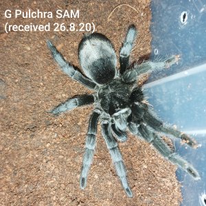 G Pulchra SAM