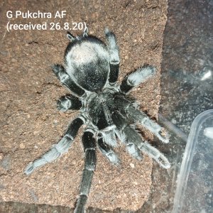 G Pulchra (AF)