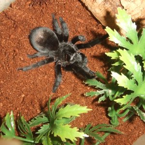 Grammostola pulchra - Massa