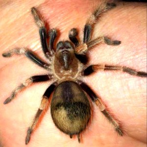 B. smithi