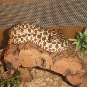 Heterodon nasicus (Western Hognose) - Wyatt